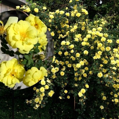 Rosa 'Harrison's Yellow' - Roos 'Harrison's Yellow'